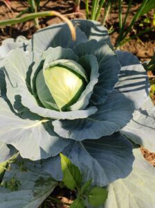 Cabbage - Exploring vegetable farm during our Lonavala and Ahirwade Trip