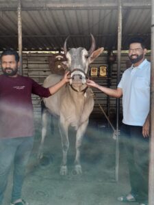 Khillari Cattle Breed - Adventure unfolded at the Ahirwade Village Stay